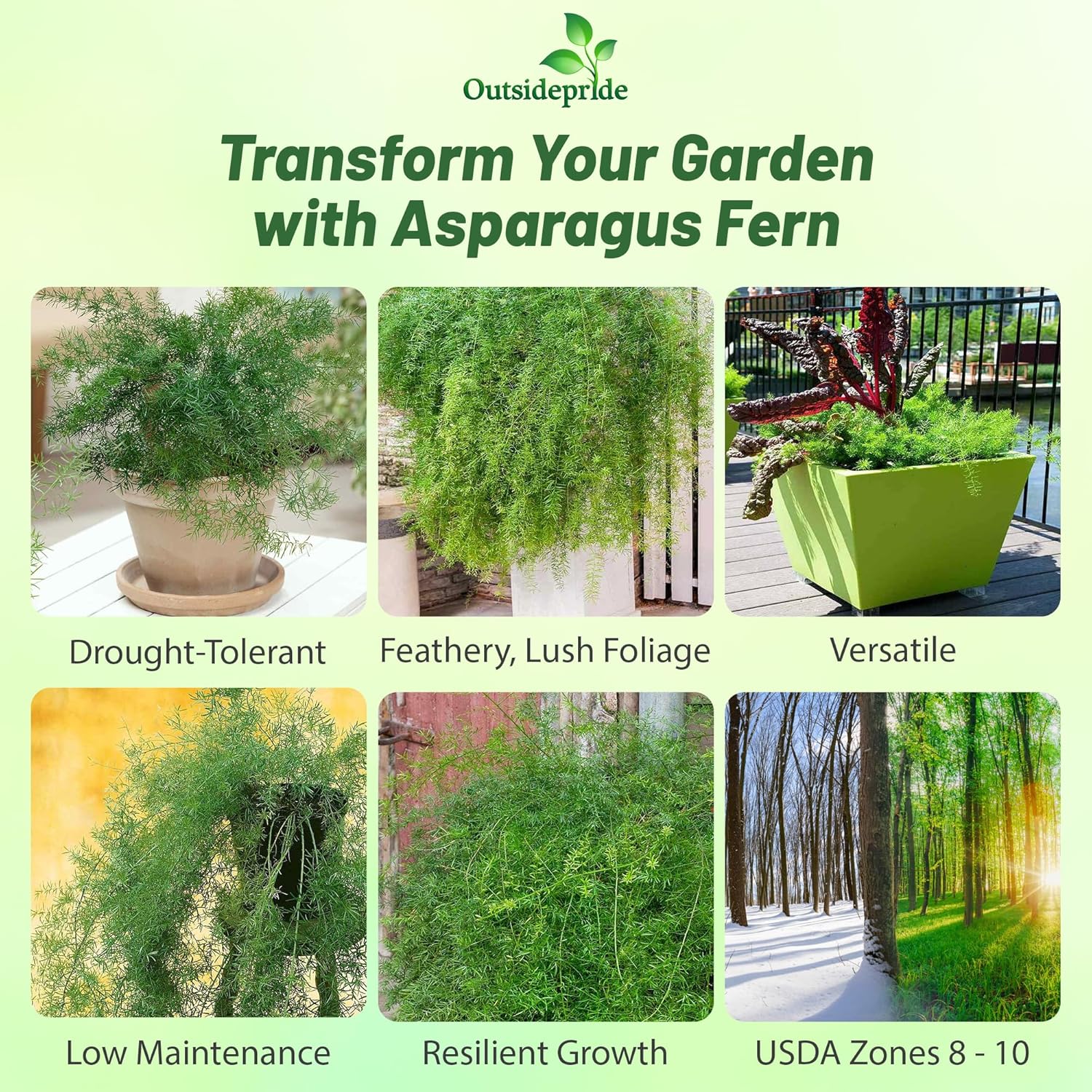 Asparagus Fern Sprengeri Landscaping Plant