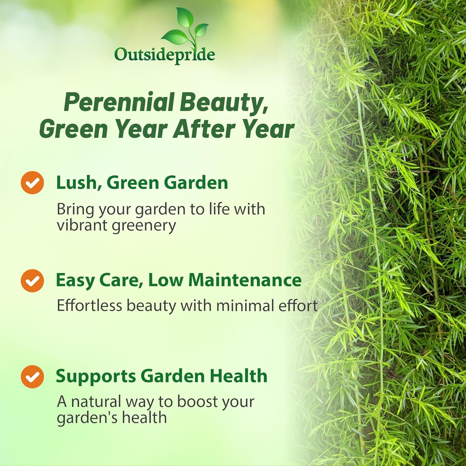 Asparagus Fern Sprengeri Decorative Plant