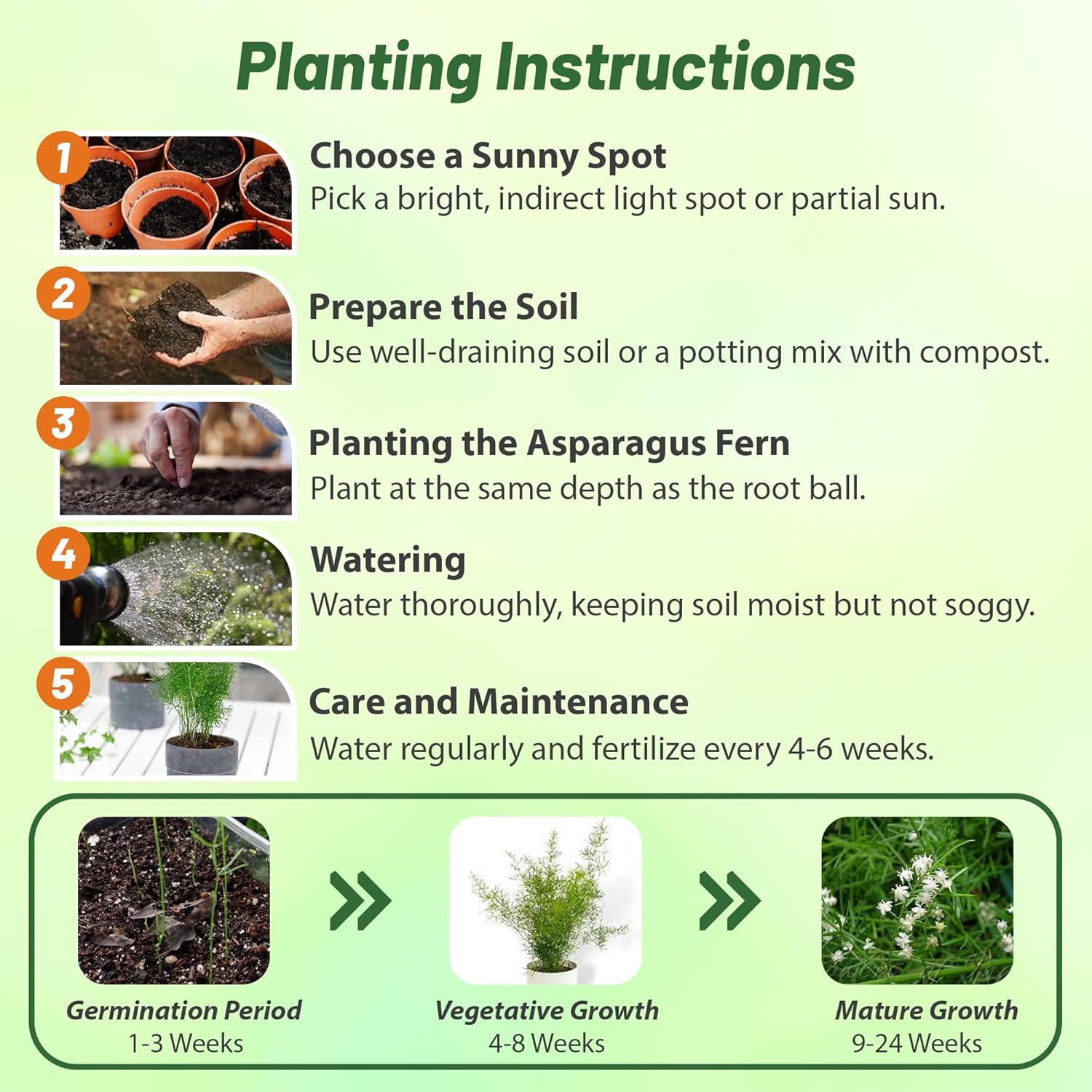 Asparagus Fern Sprengeri Planting Directions