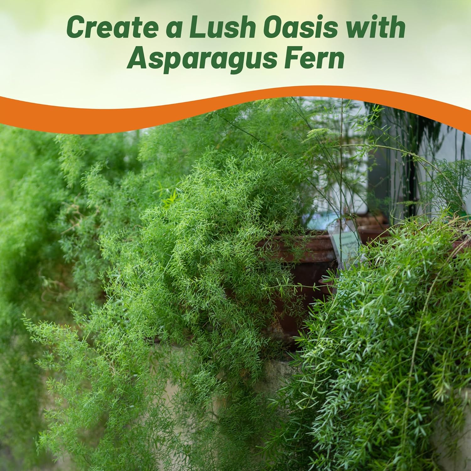 Asparagus Foxtain Fern Plant