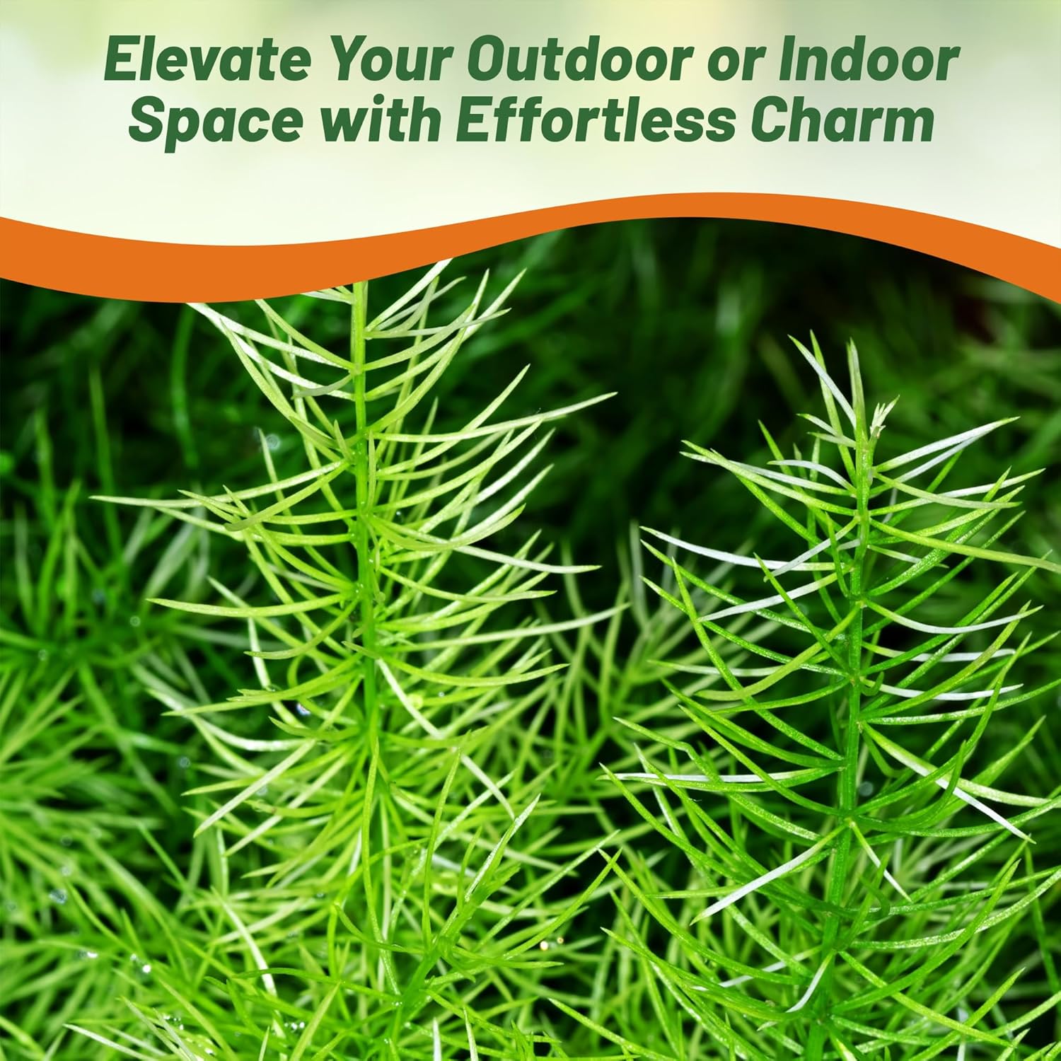 Asparagus Fern Sprengeri In Flower Garden