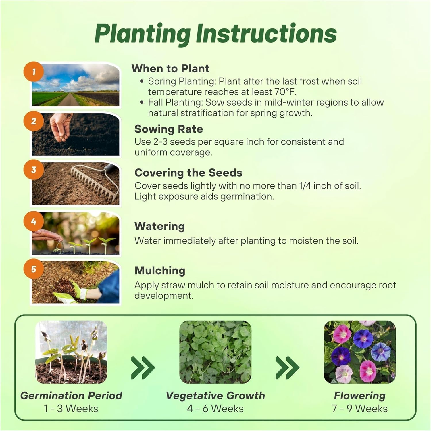 Morning Glory Fieldgrown Planting Directions