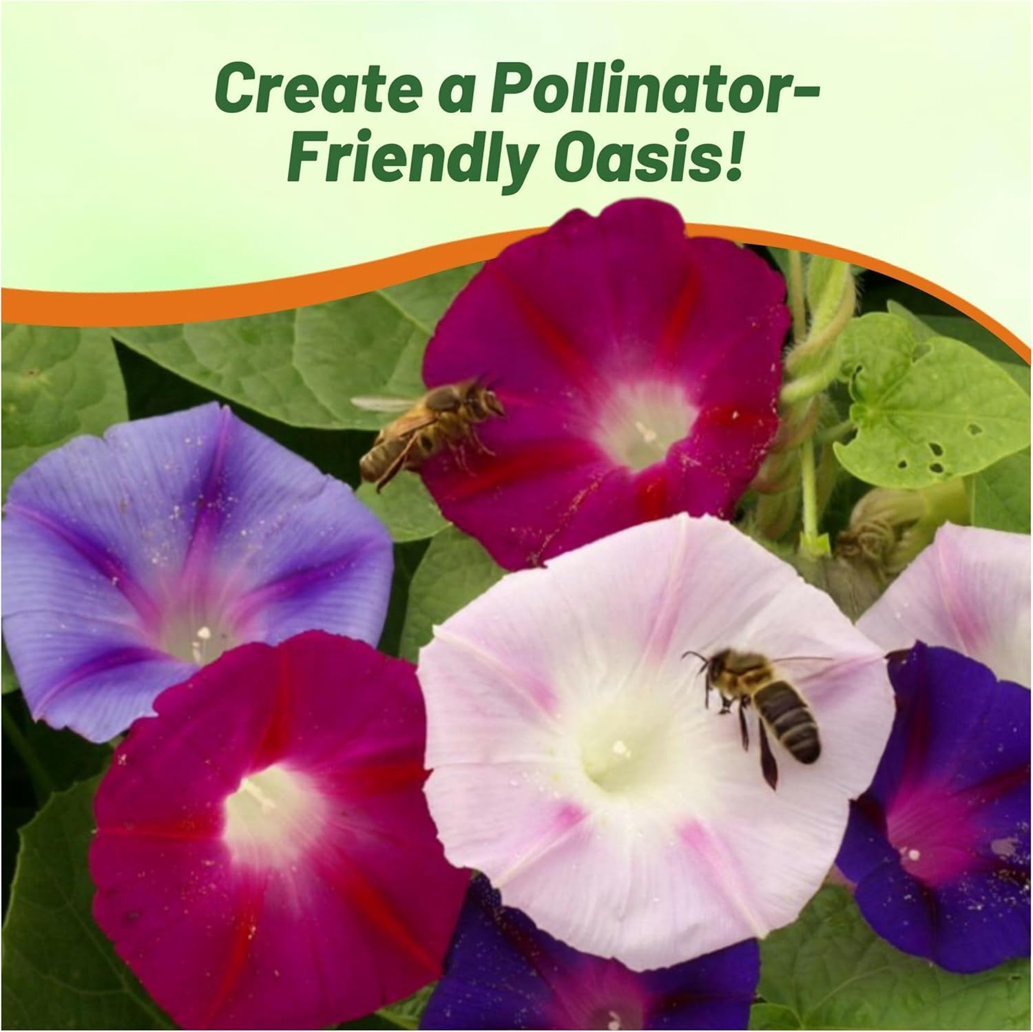 Ipomoea Purpurea Fieldgrown Flower Seed Mix