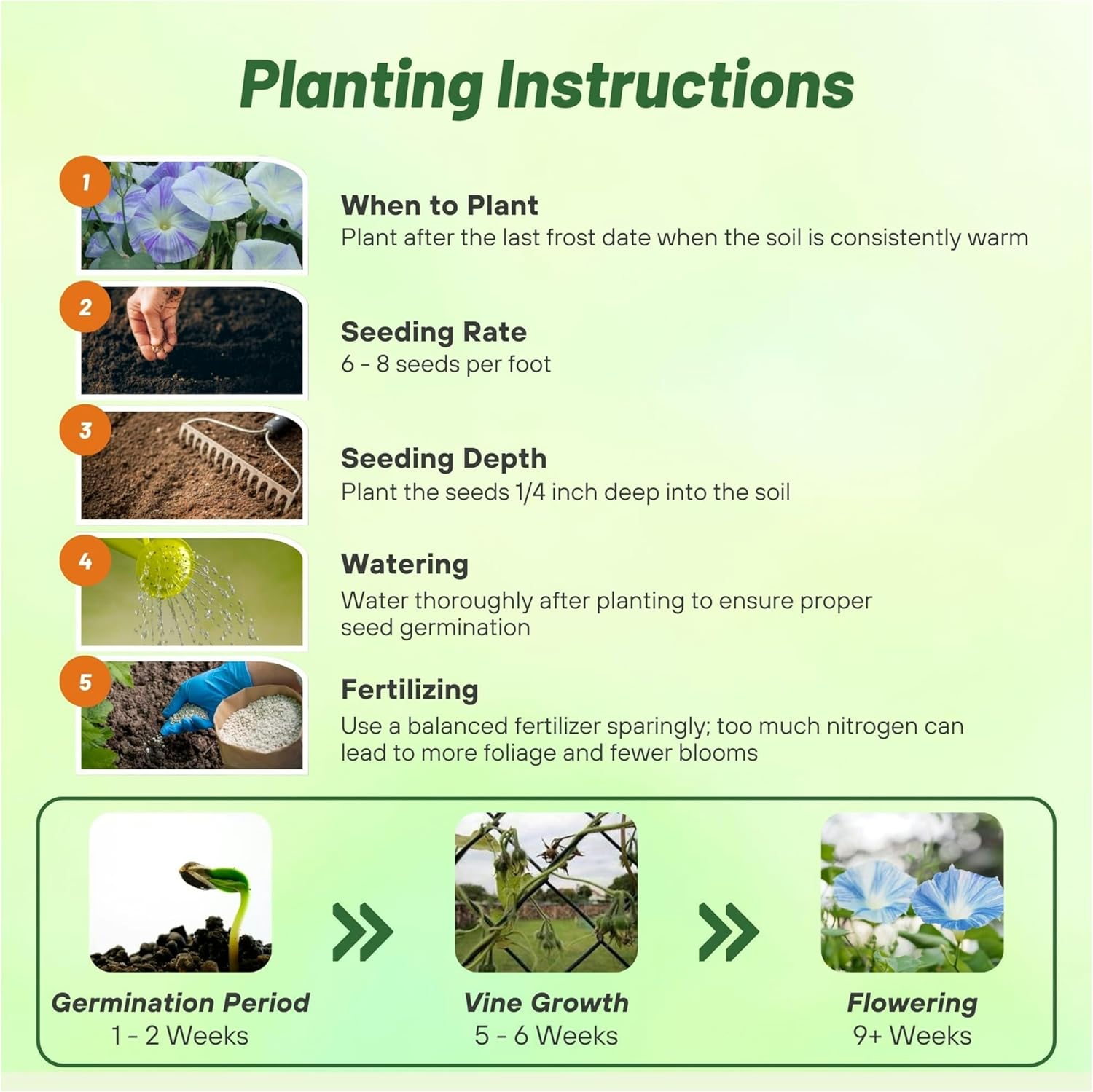 Morning Glory Flying Saucers Planting Directions