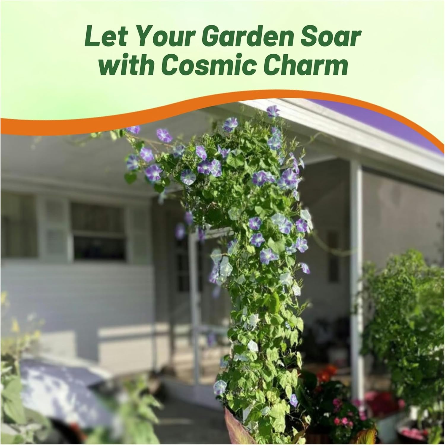 Morning Glory Flying Saucers Climbing Vine