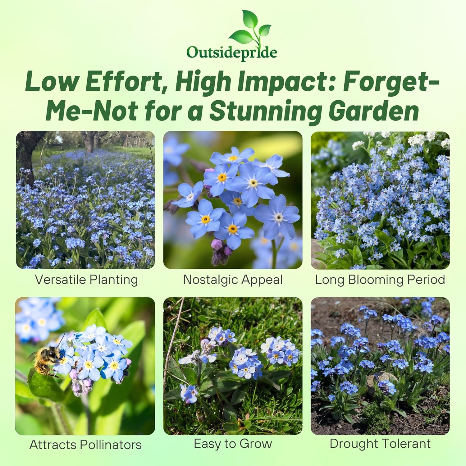 Myosotis Forget Me Not Blue Flowers