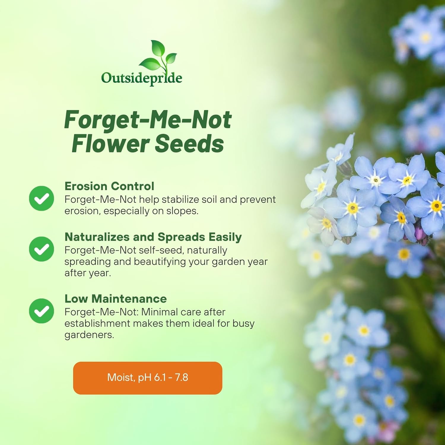 Myosotis Alpestris Blue Flowers