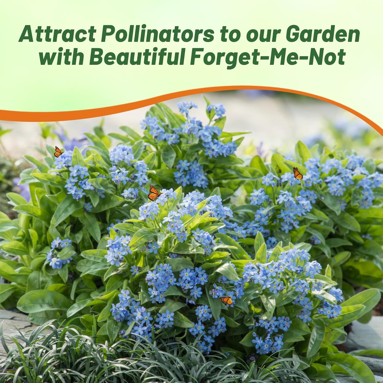 Forget Me Not Blue Flower Garden