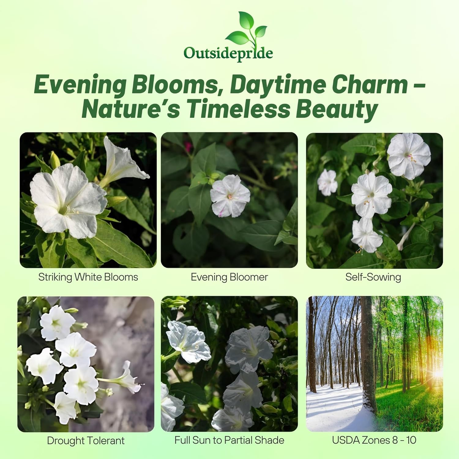 Four O'clock White Container Plants