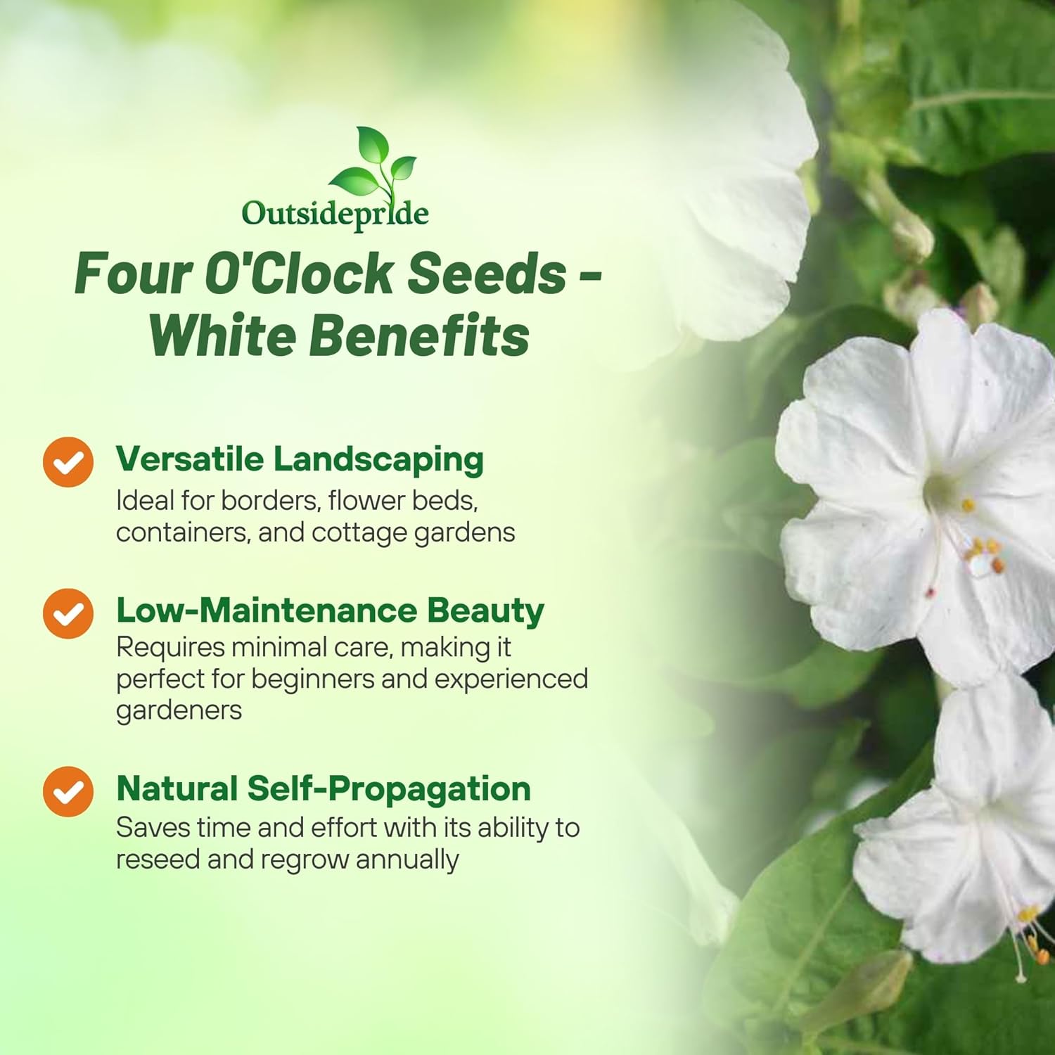 Four O'clock White Flower Seeds