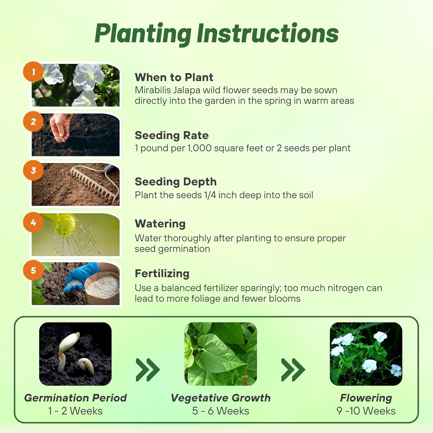Four O'clock White Planting Directions