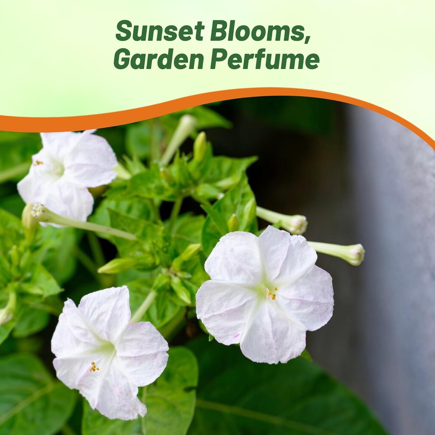 Four O'clock White Vine Seeds