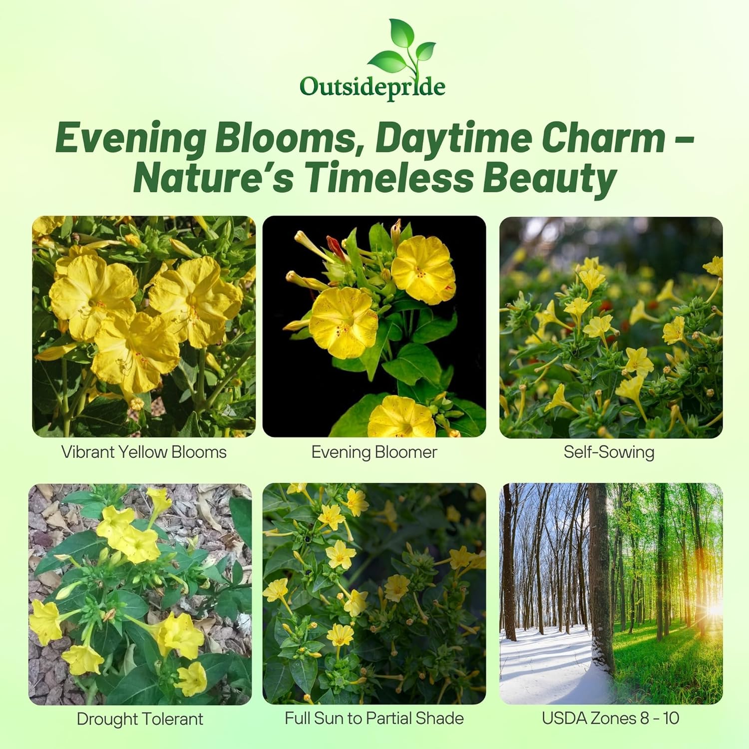 Mirabilis Jalapa Yellow Container Plants
