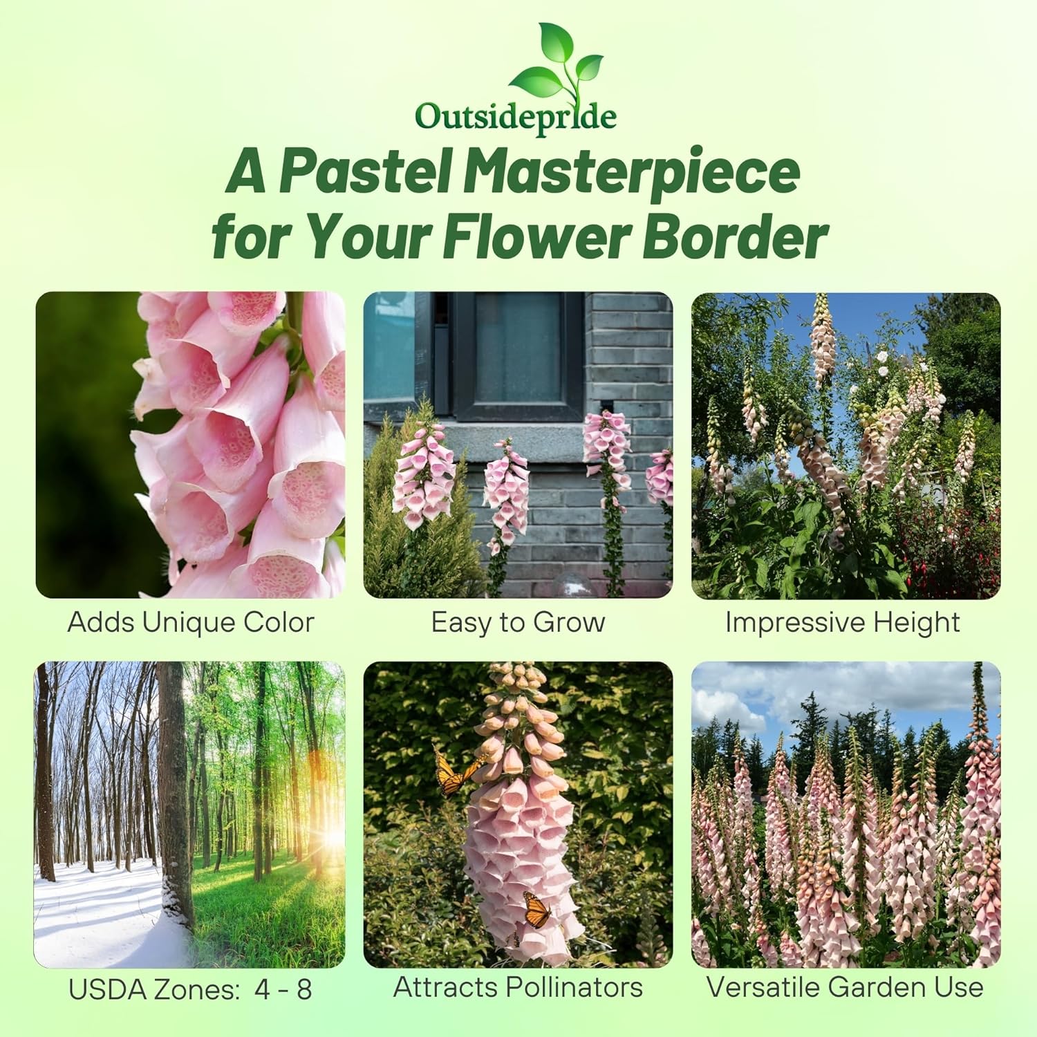 Digitalis Purpurea Apricot Beauty