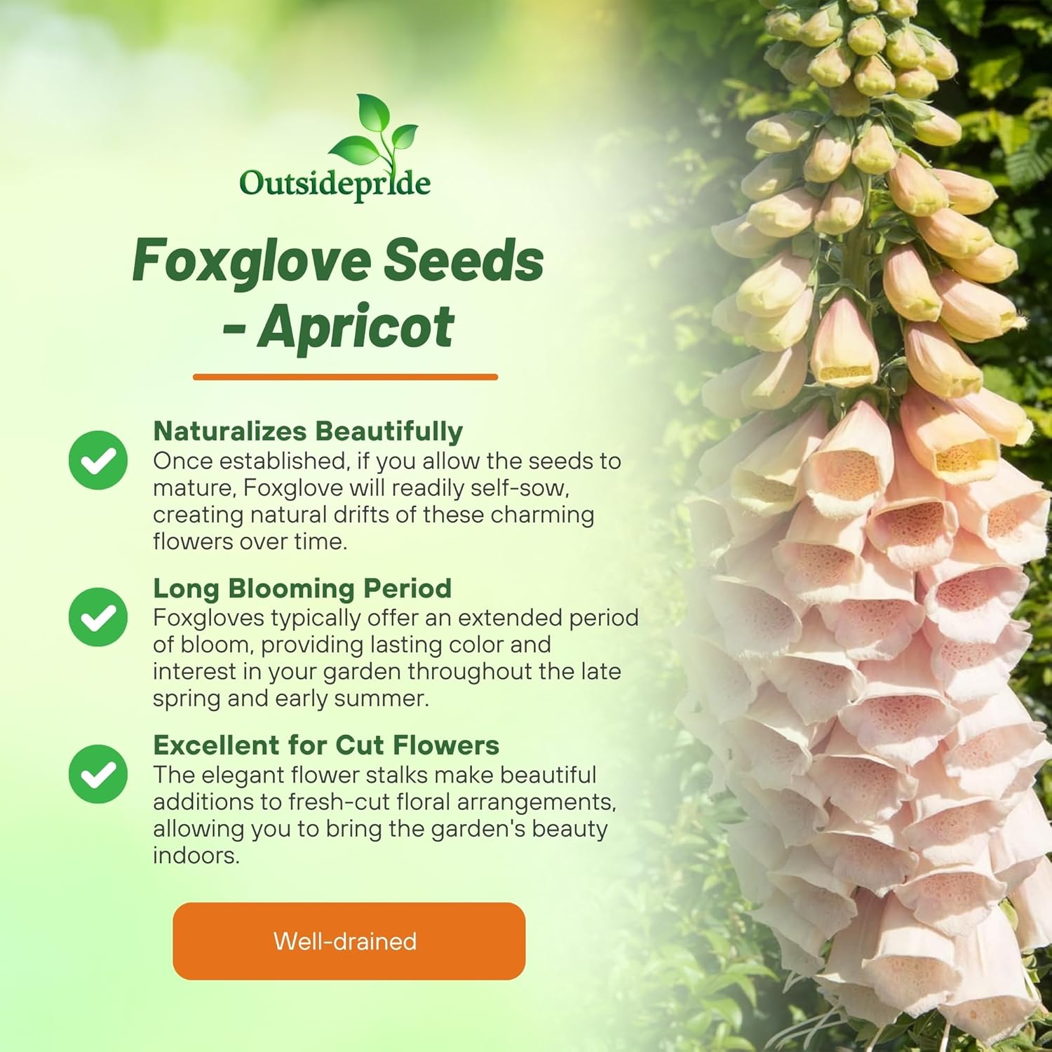 Perennial Foxglove Apricot Garden Flower