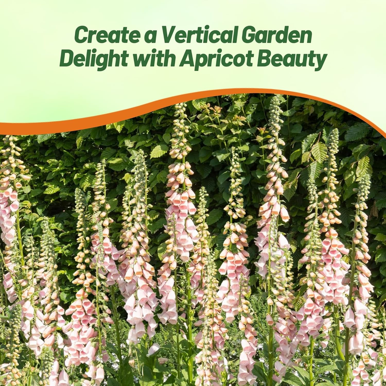 Digitalis Foxglove Apricot Pollinating Flowers
