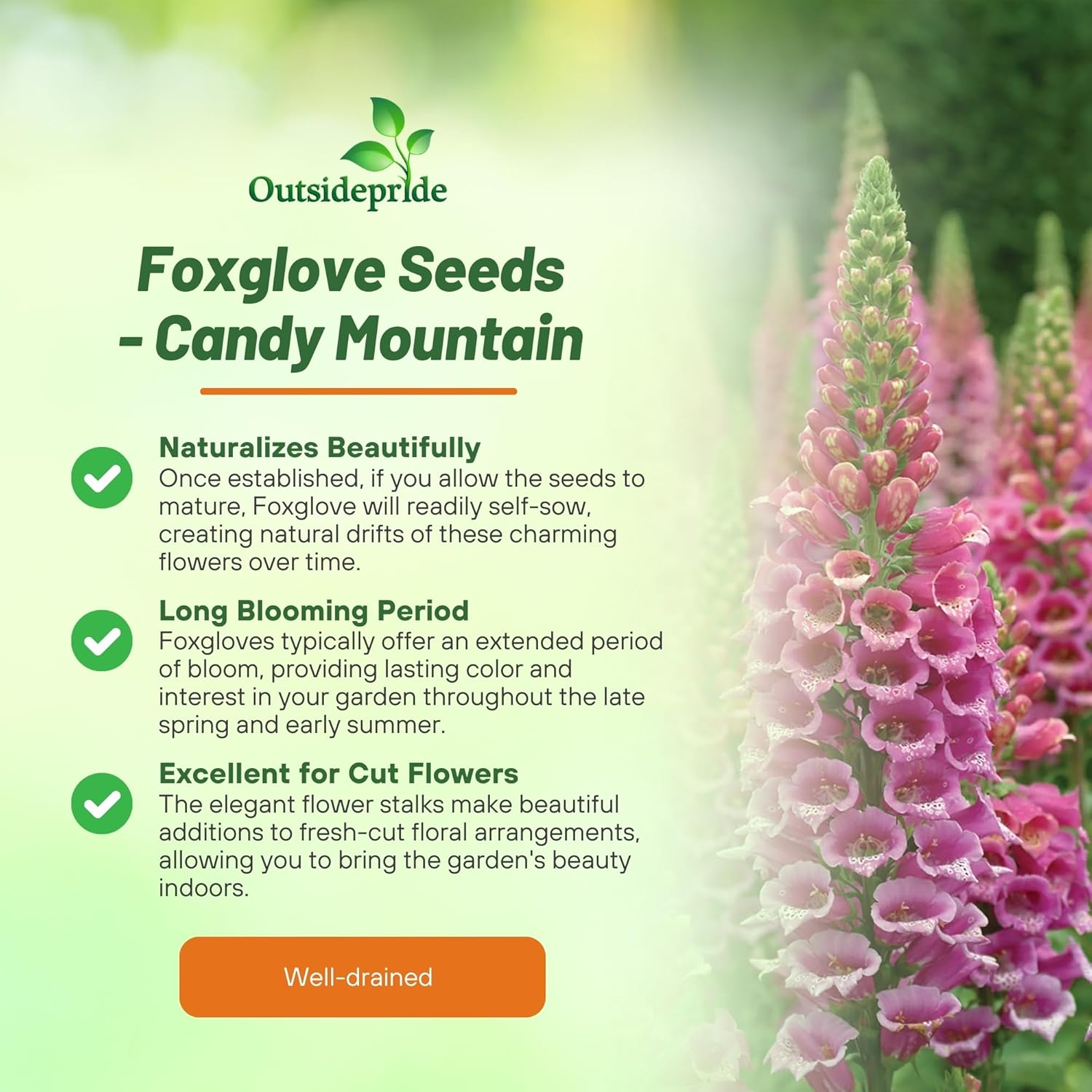 Perennial Foxglove Candy Mountain Garden Flower