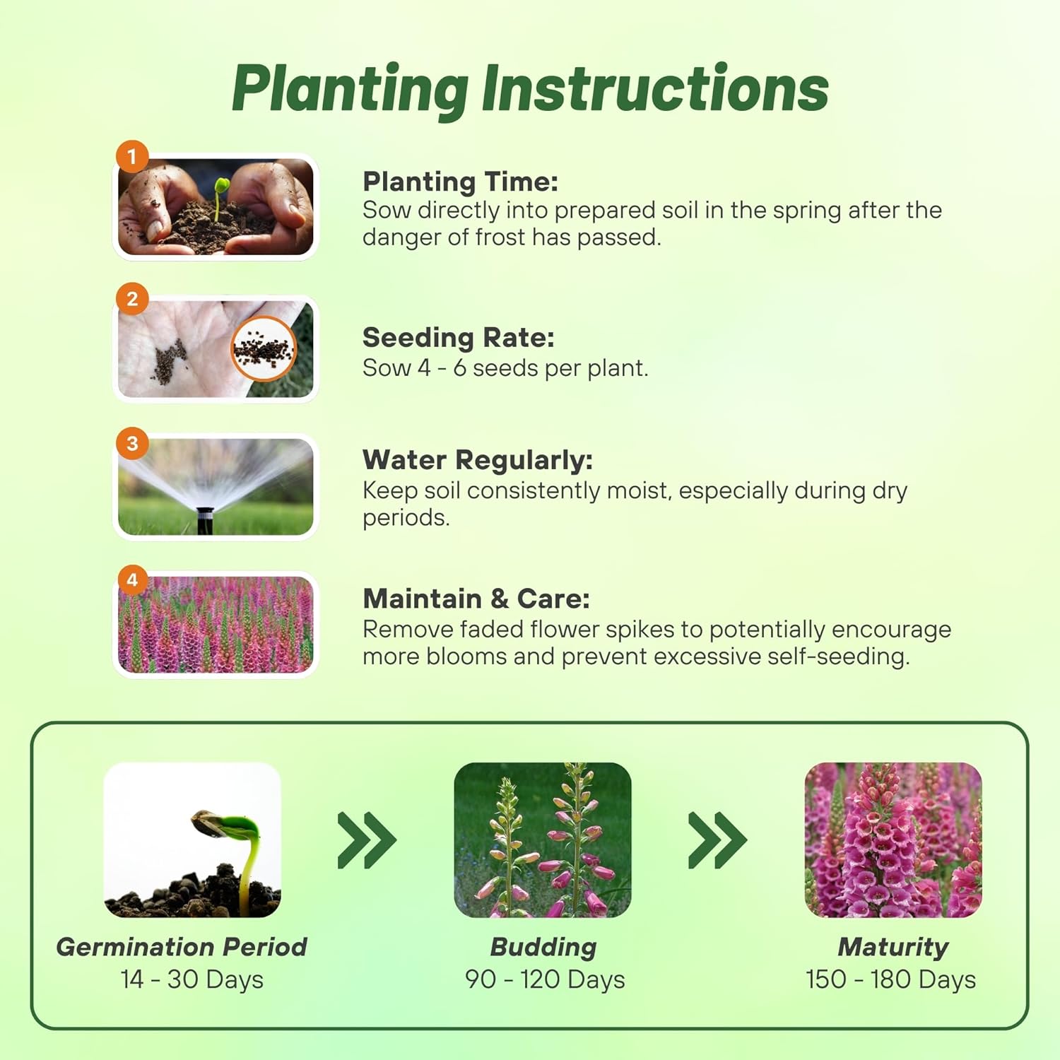 Foxglove Candy Mountain Seed  Planting Directions