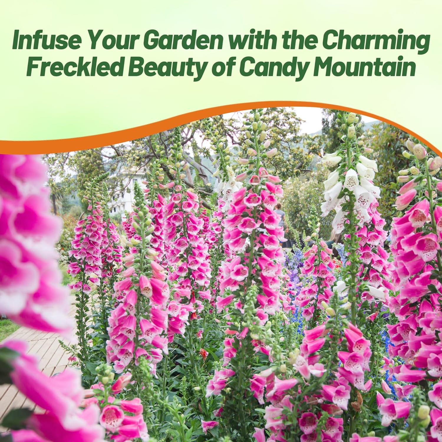 Digitalis Foxglove Candy Mountain Pollinating Flowers