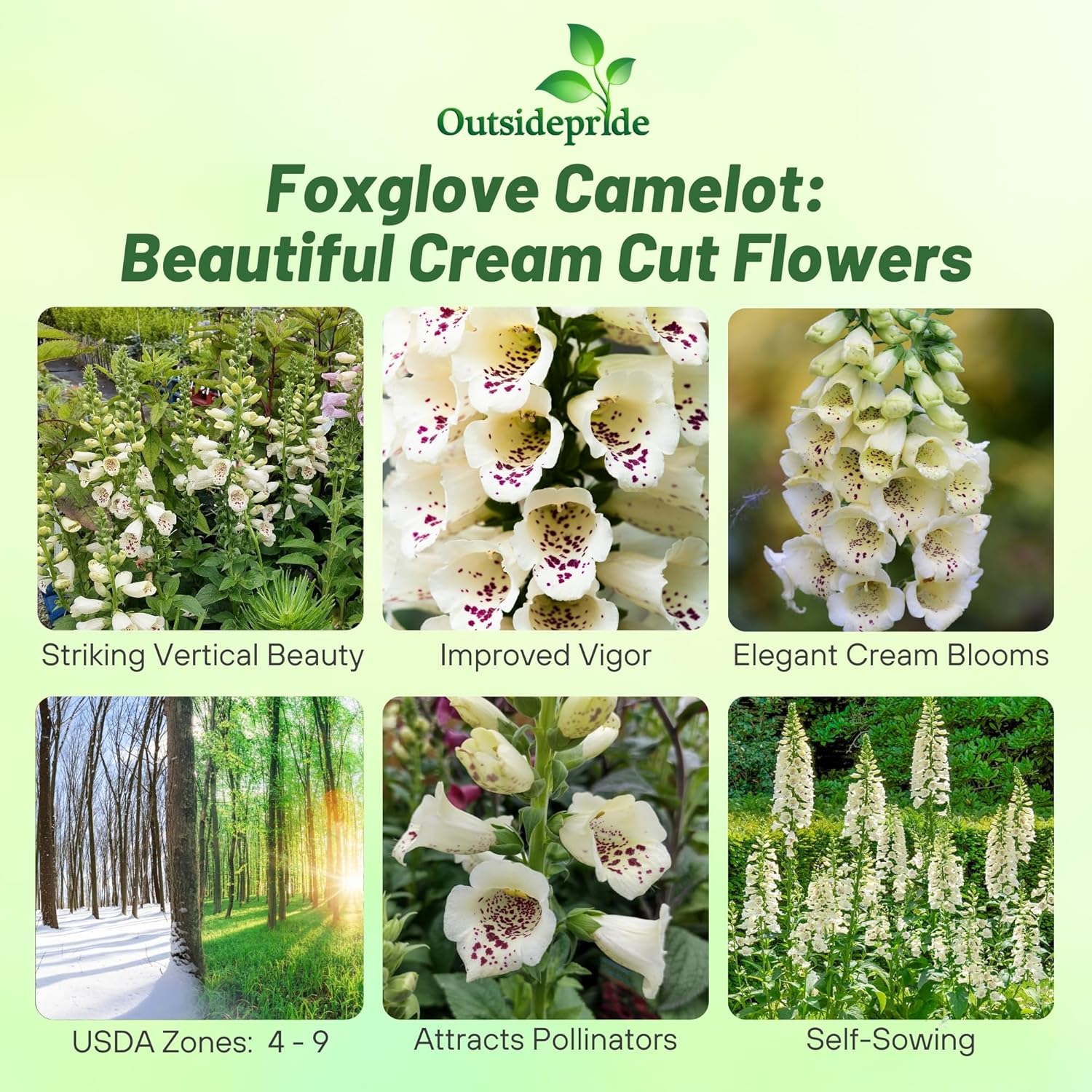Digitalis Purpurea Cream