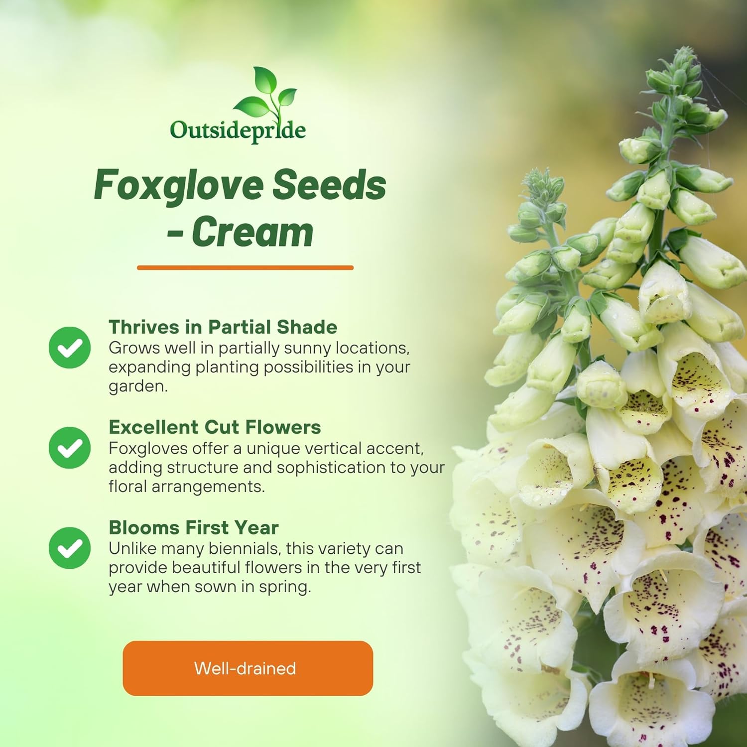 Perennial Foxglove Cream Garden Flower