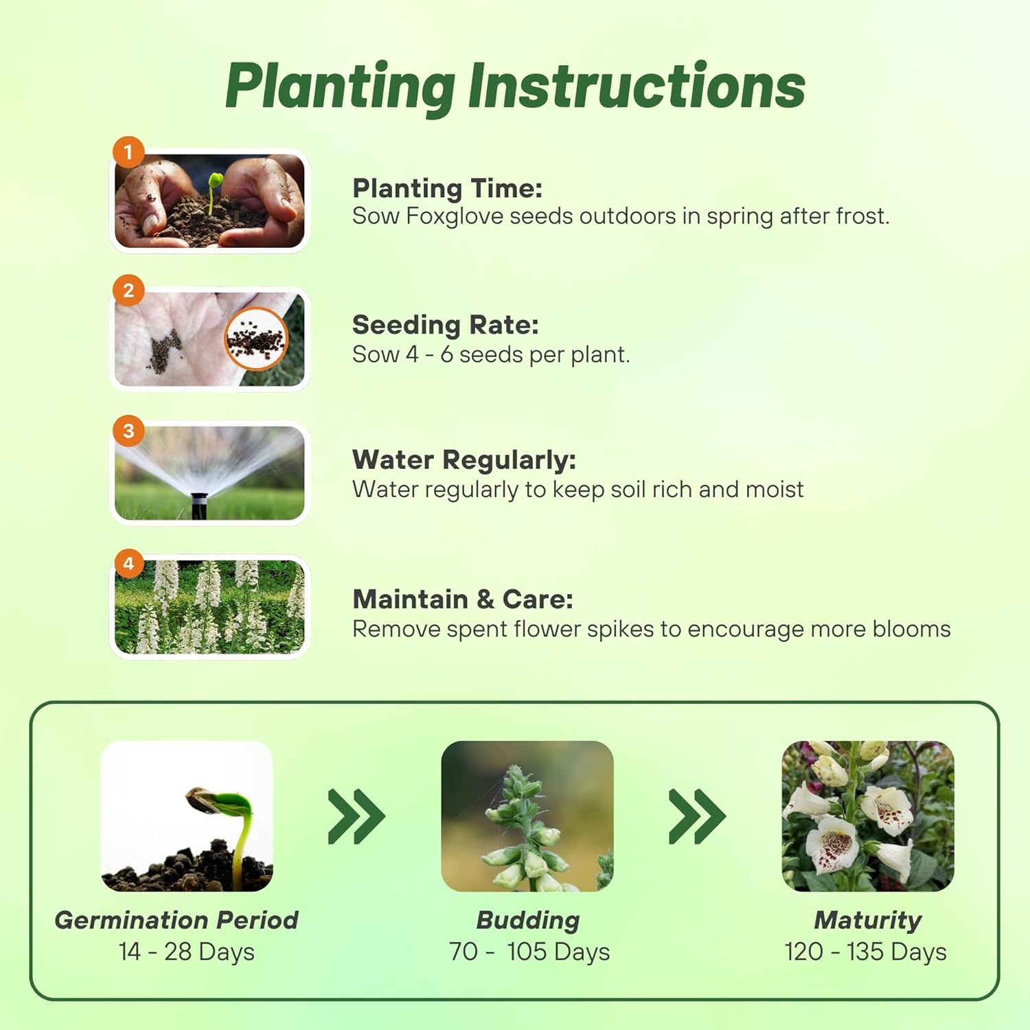 Foxglove Cream Seed  Planting Directions