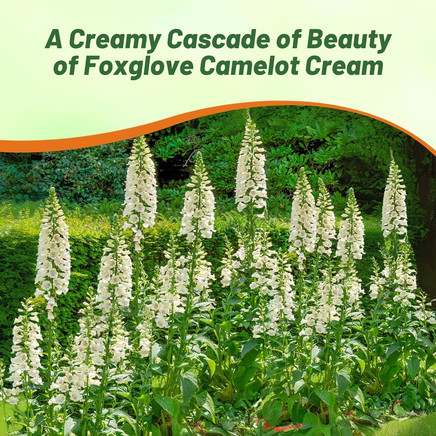 Digitalis Foxglove Cream Pollinating Flowers