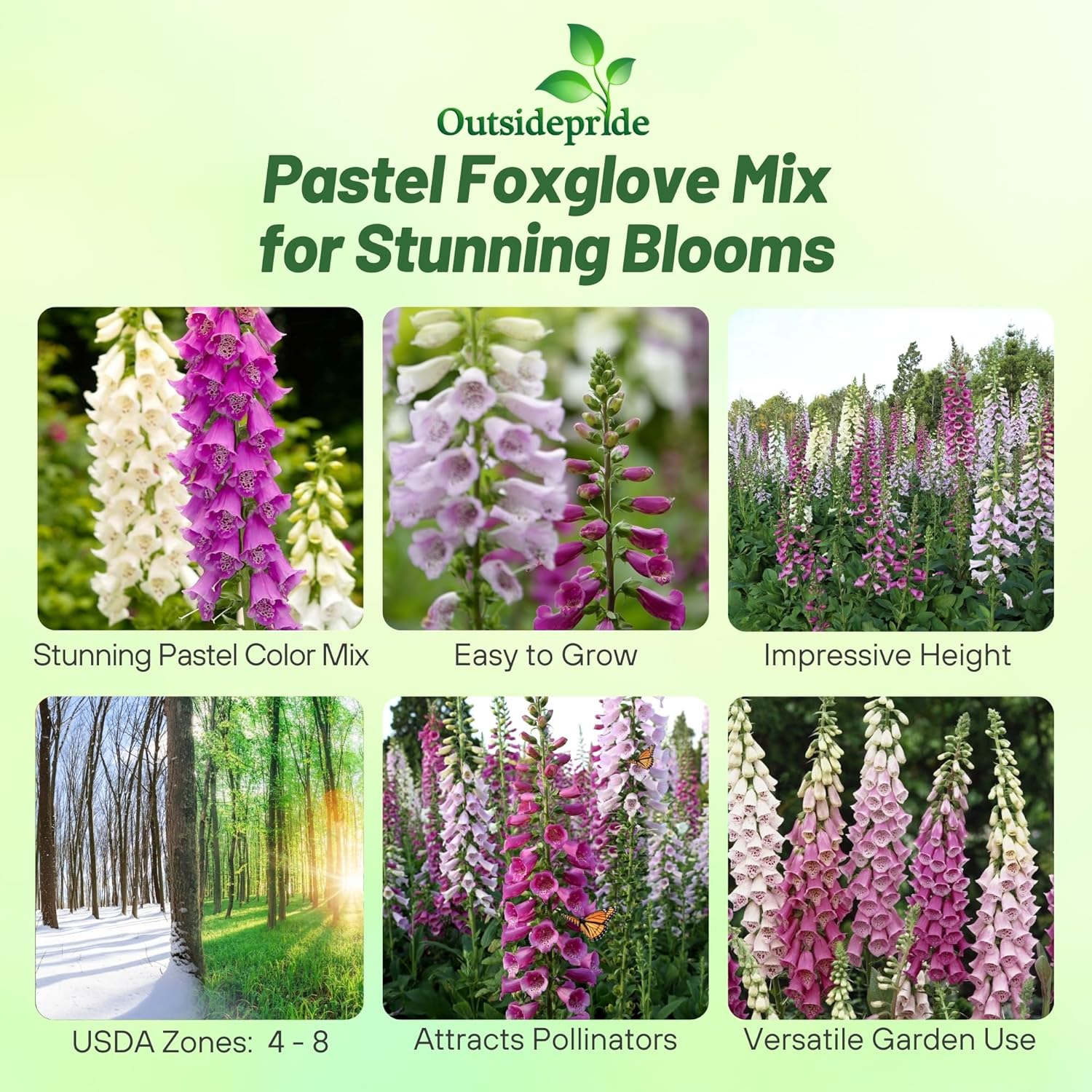 Digitalis Gloxiniaeflora MIx