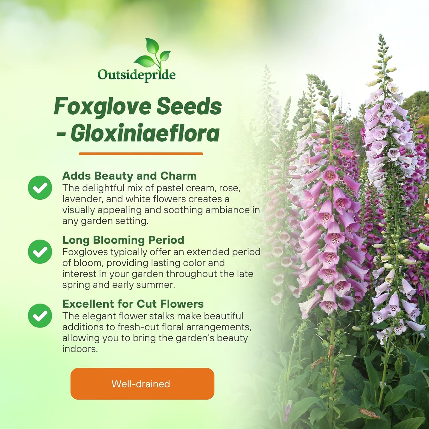 Perennial Foxglove Gloxiniaeflora Garden Flower