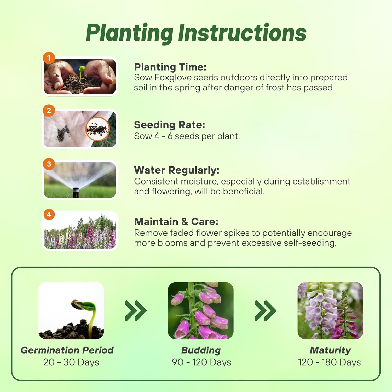Foxglove Gloxiniaeflora Seed Planting Directions