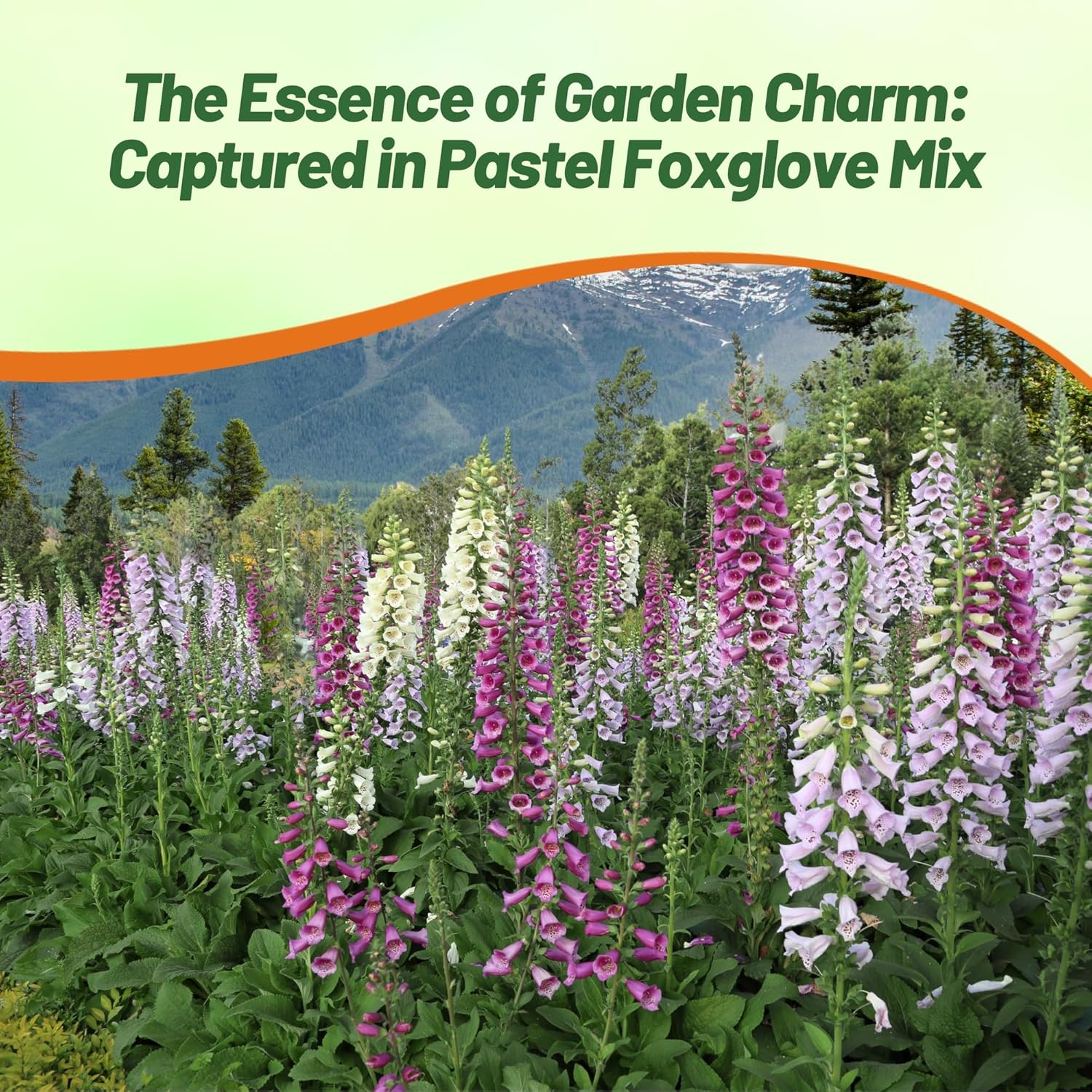 Digitalis Gloxiniaeflora Pollinating Flowers