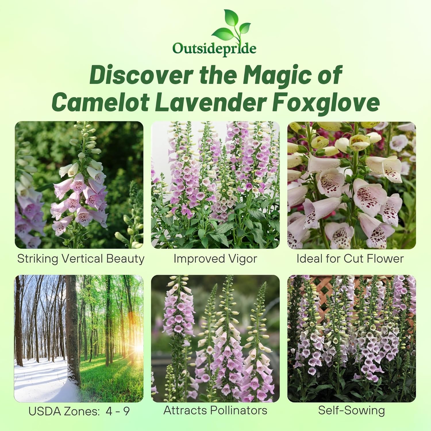 Digitalis Purpurea Camelot Lavender