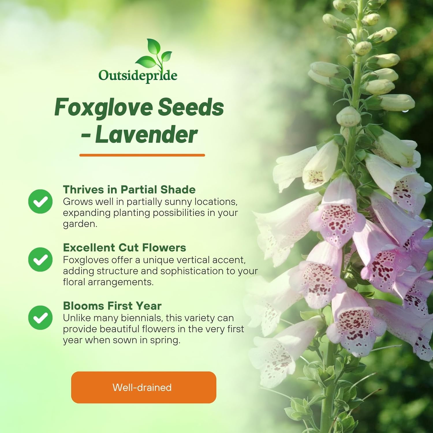 Perennial Foxglove Lavender Garden Flower