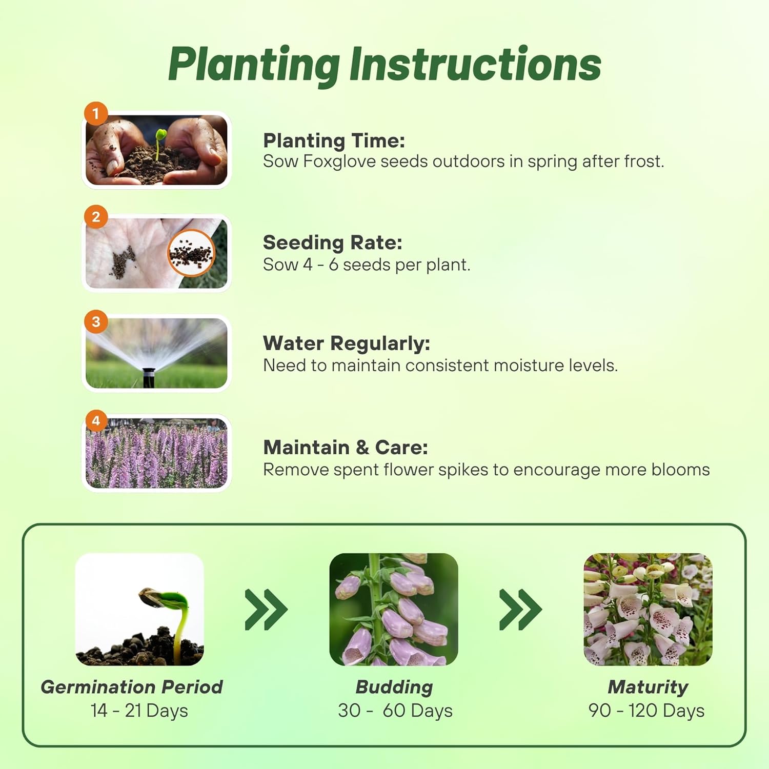 Foxglove Lavender Seed Planting Directions
