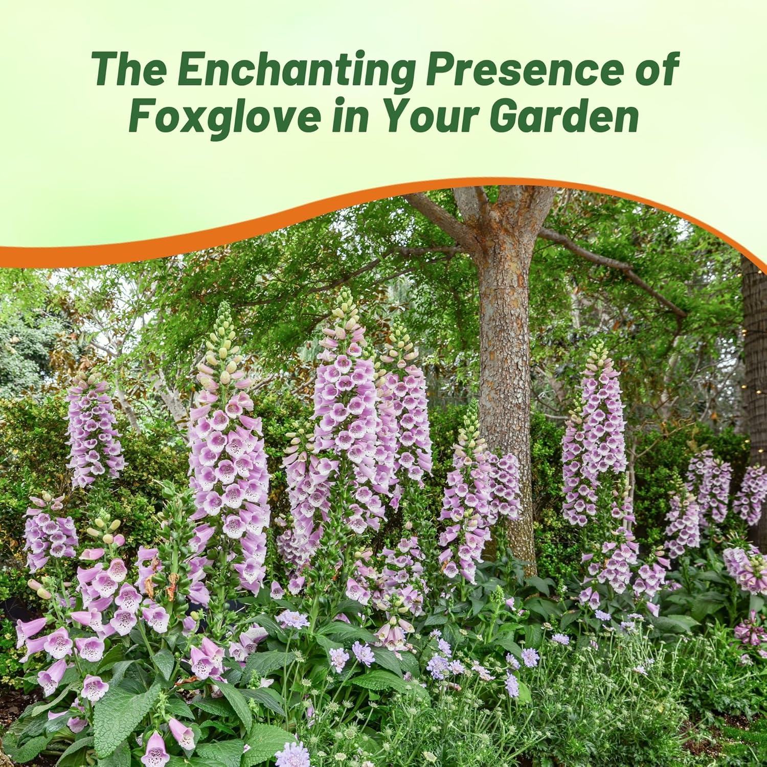 Digitalis Lavender Pollinating Flowers