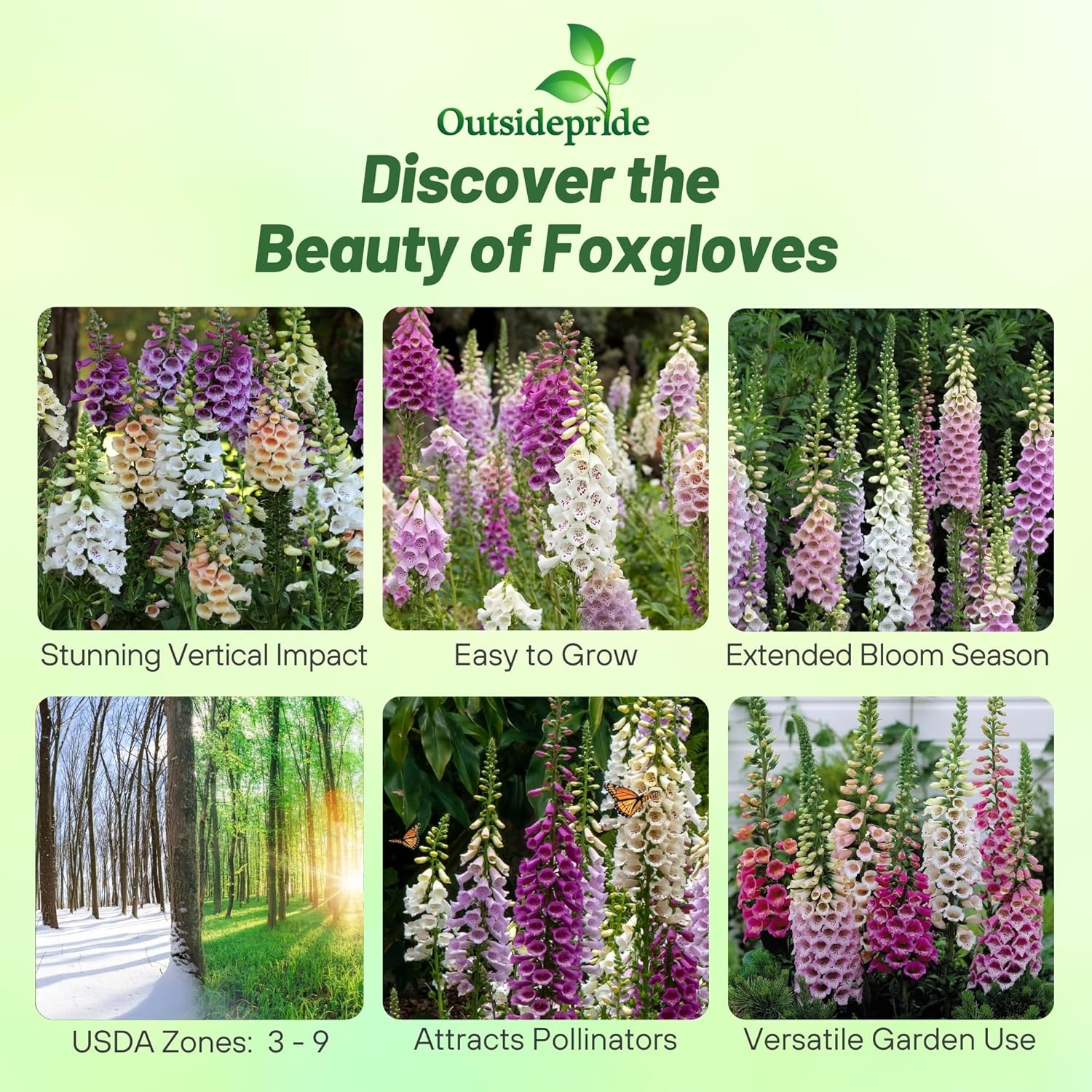 Digitalis Purpurea Excelsior Mix