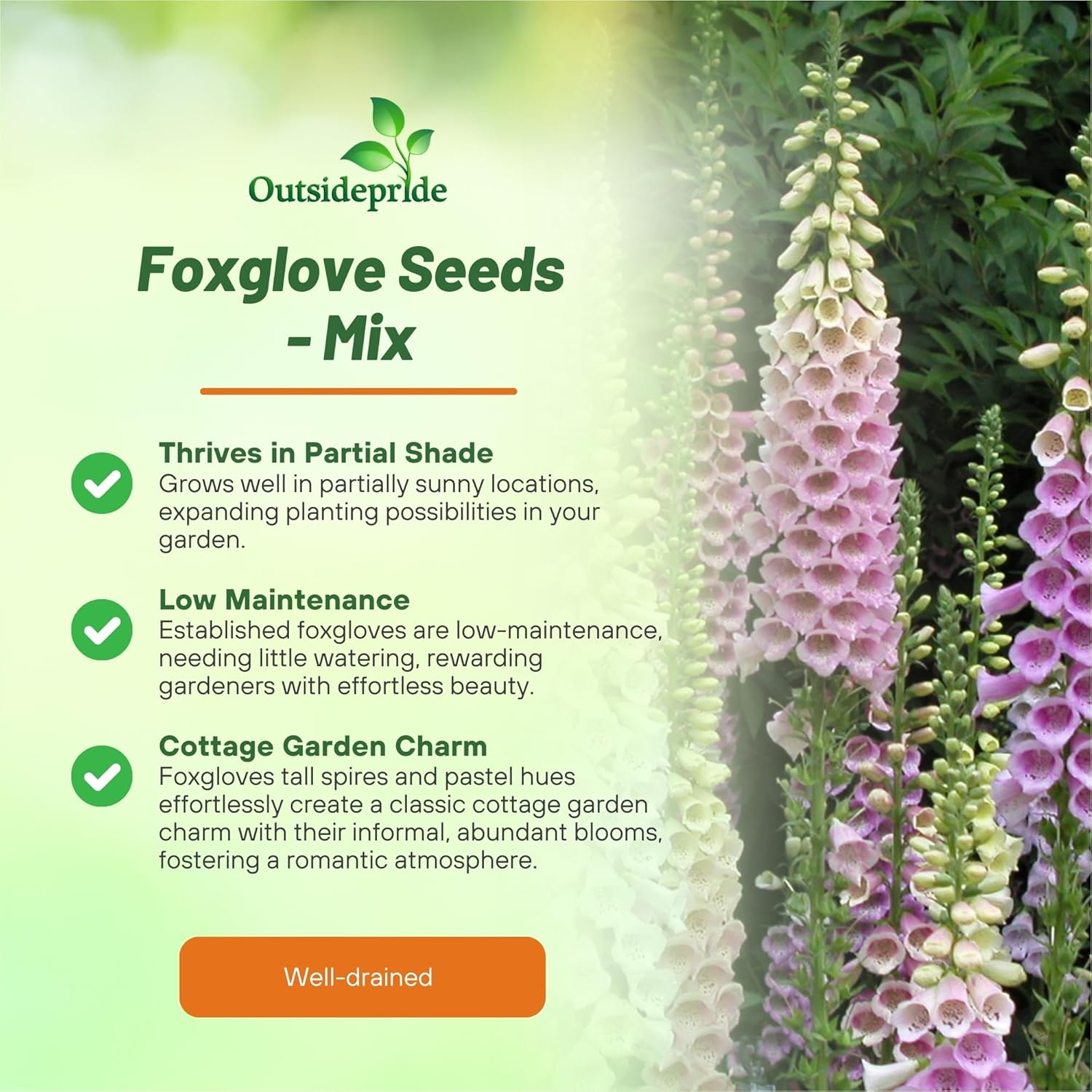 Perennial Foxglove Garden Flower Mix