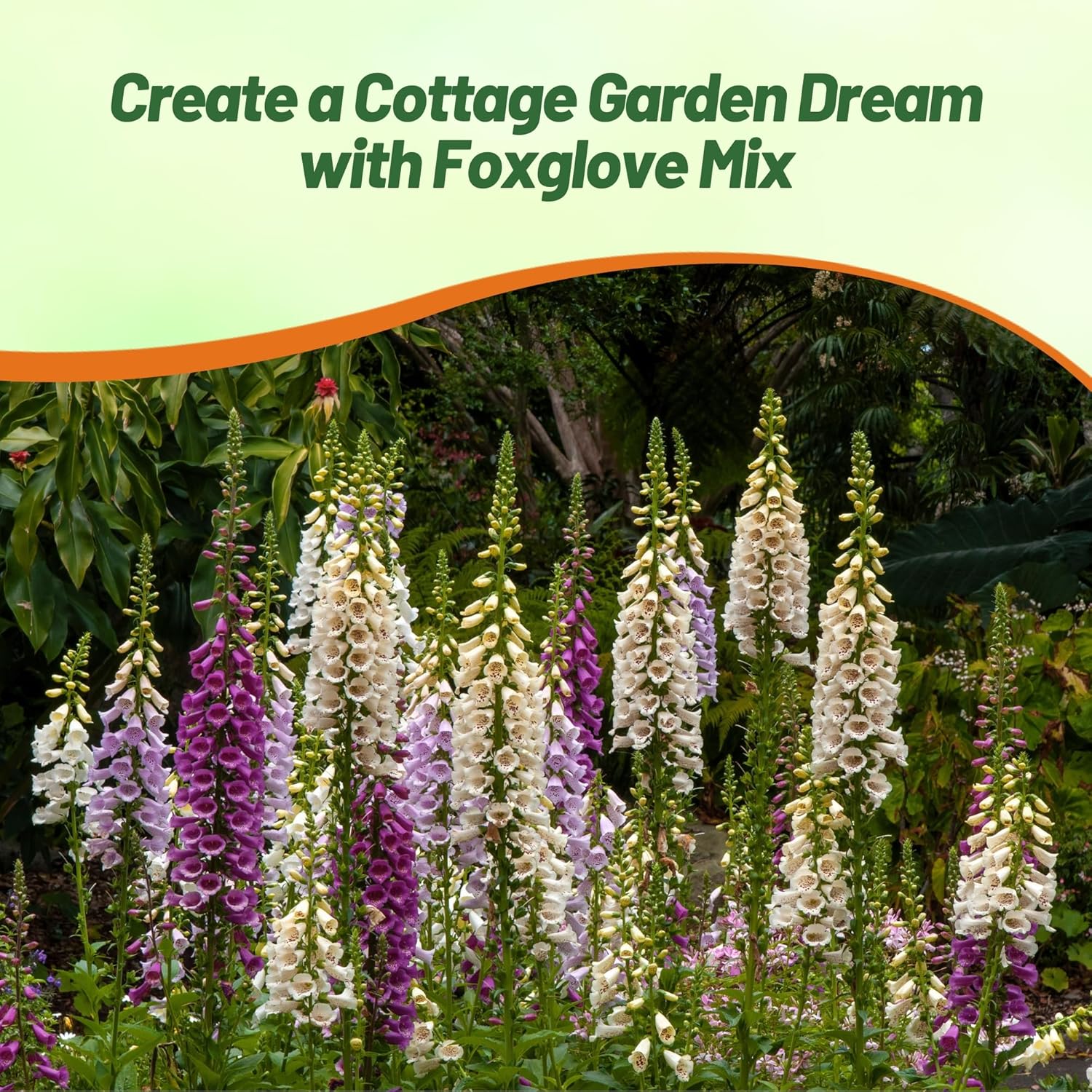 Digitalis Foxglove Mix Pollinating Flowers