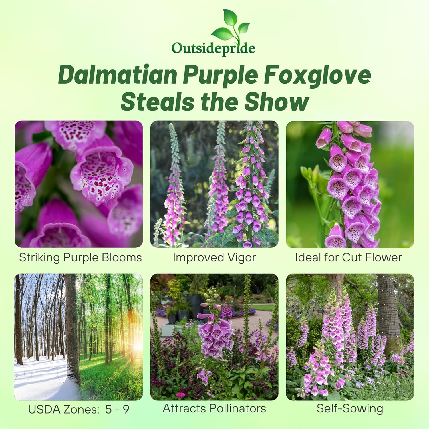 Digitalis Purpurea Purple
