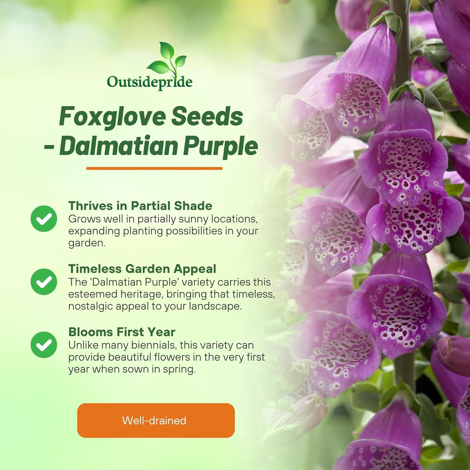 Perennial Foxglove Purple Garden Flower