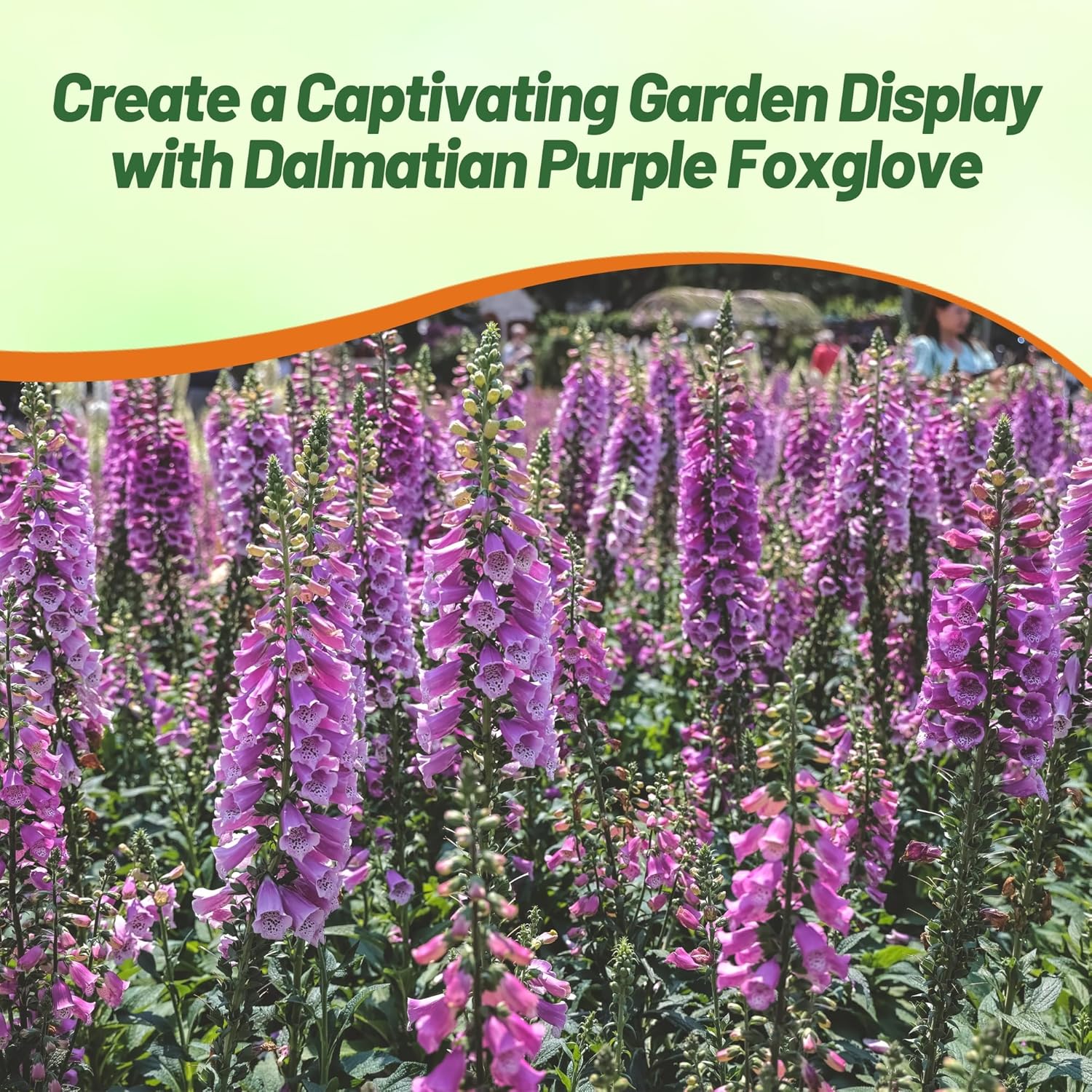Digitalis Foxglove Purple Pollinating Flowers