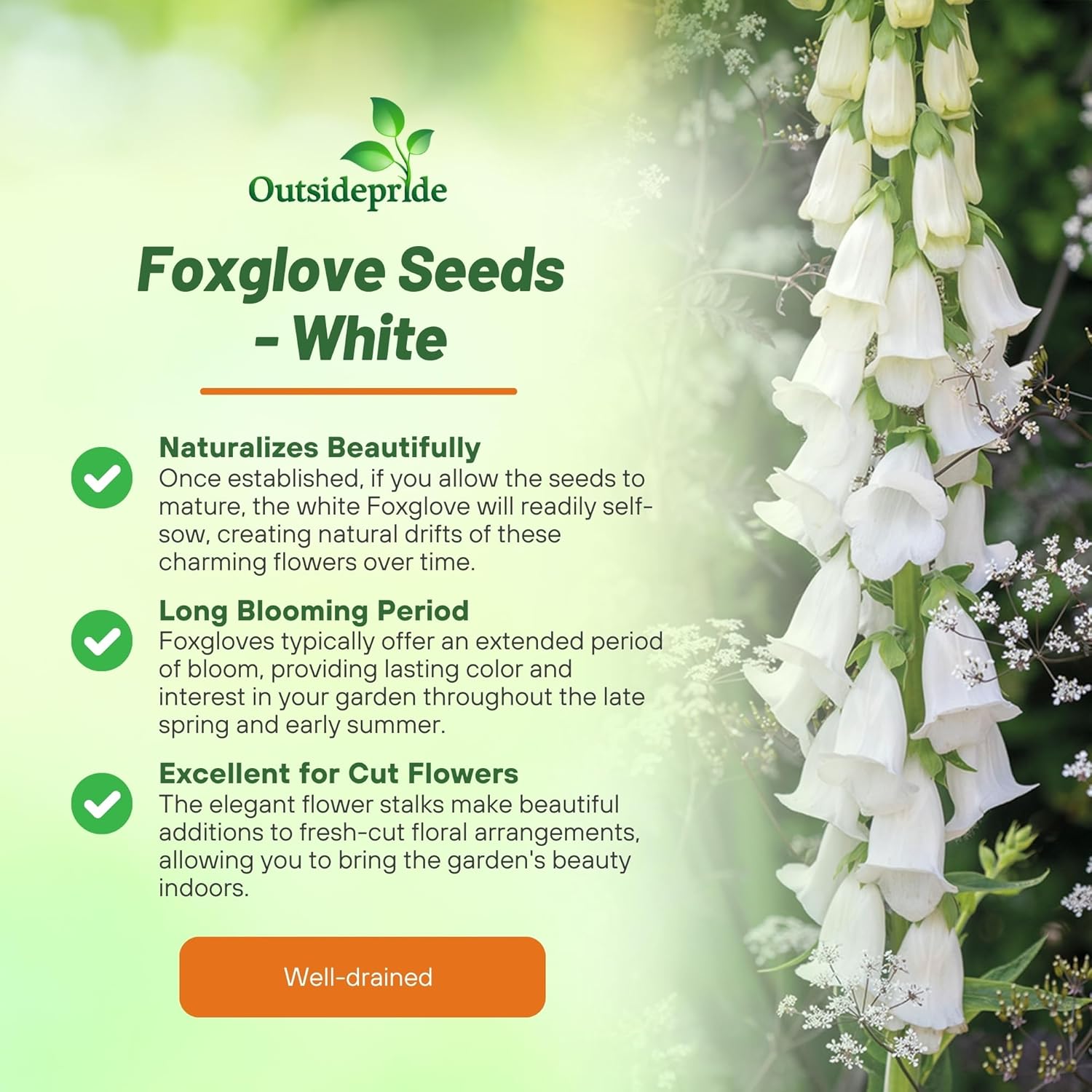 Perennial Foxglove White Garden Flower