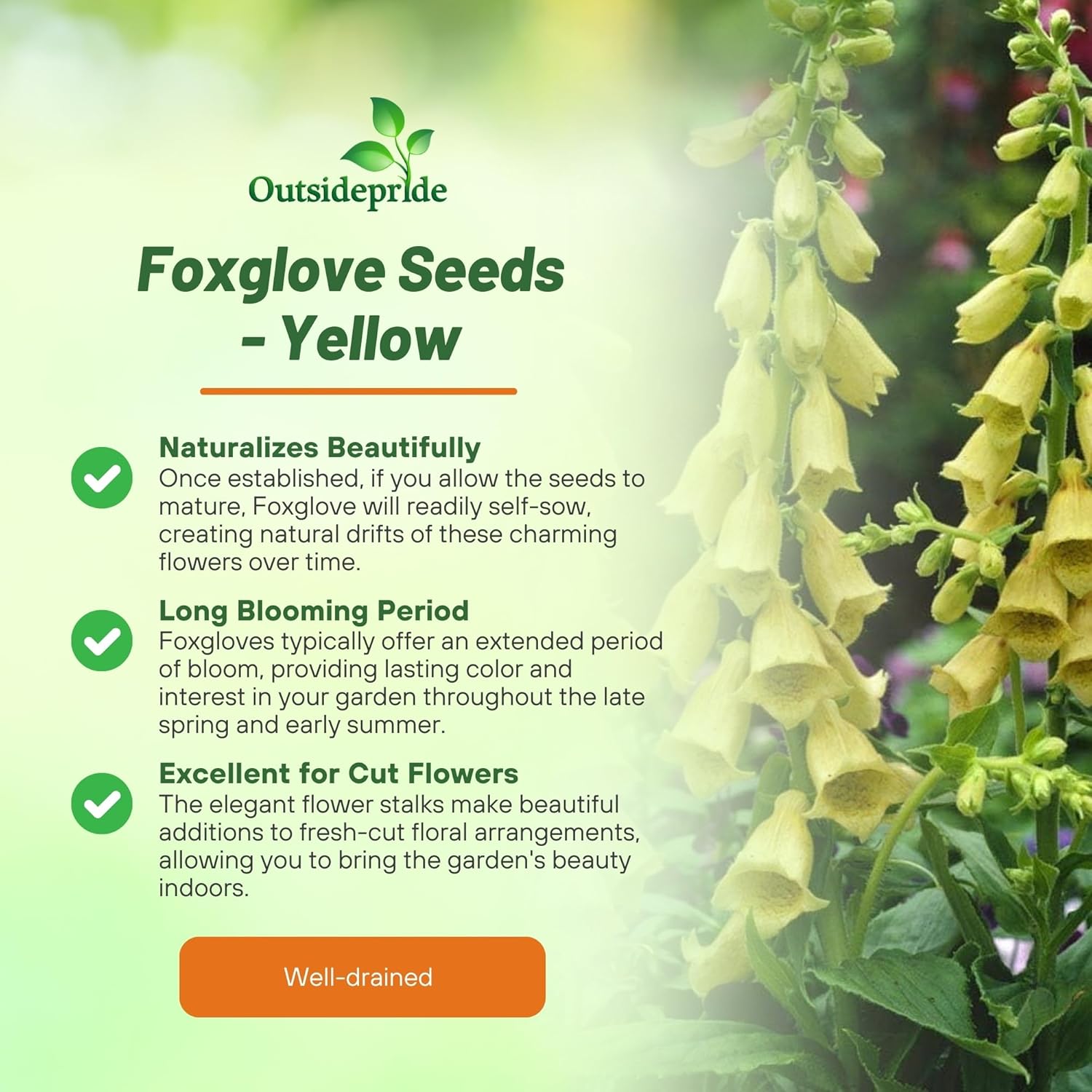 Perennial Foxglove Yellow Garden Flower