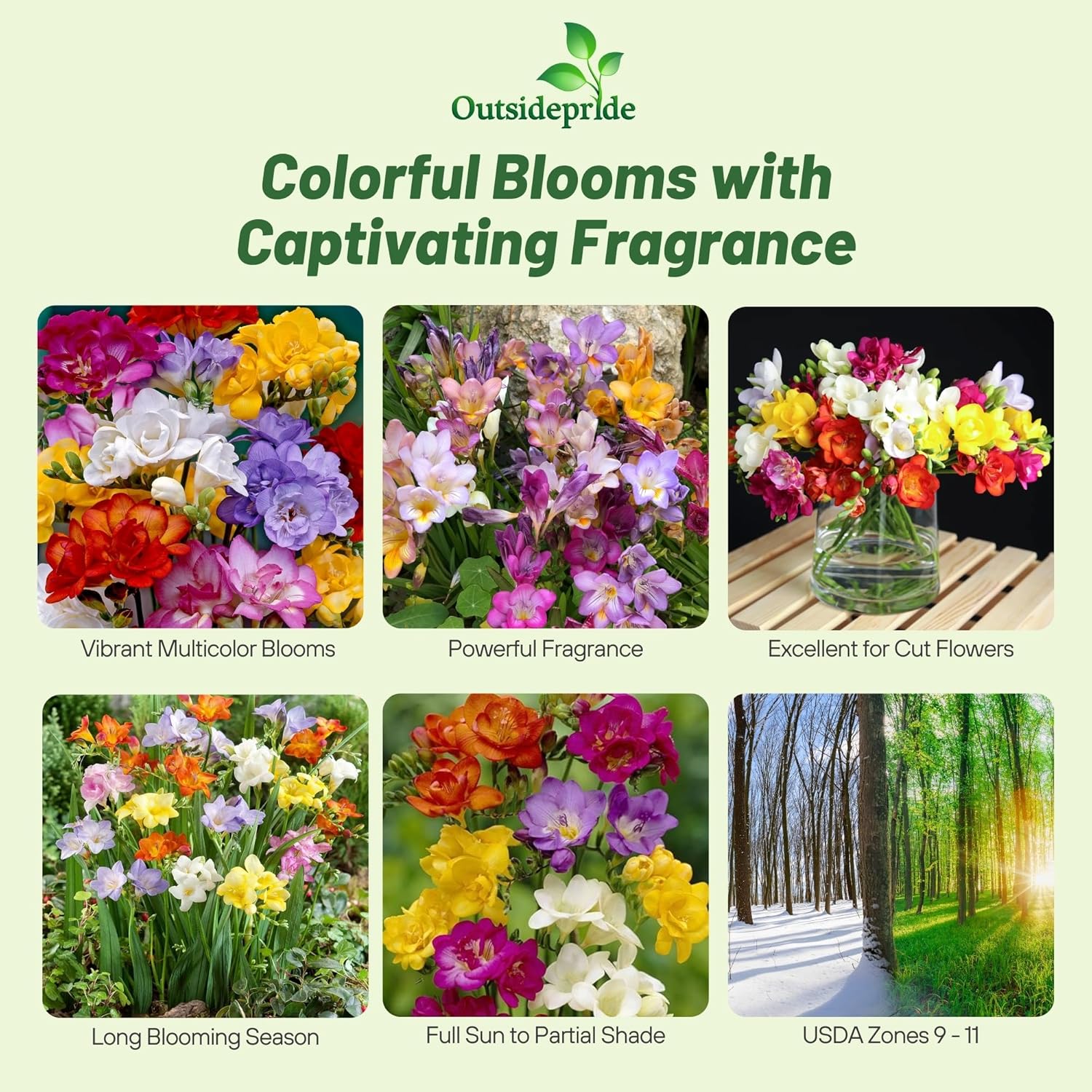 Freesia Hybrida Royal Champion Mix