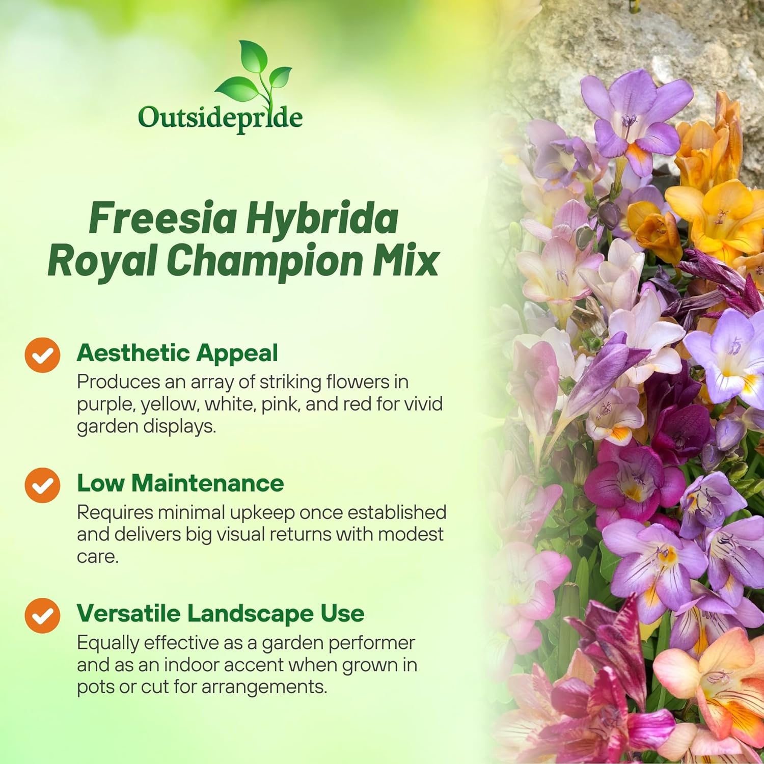 Freesia For Floral Arrangments