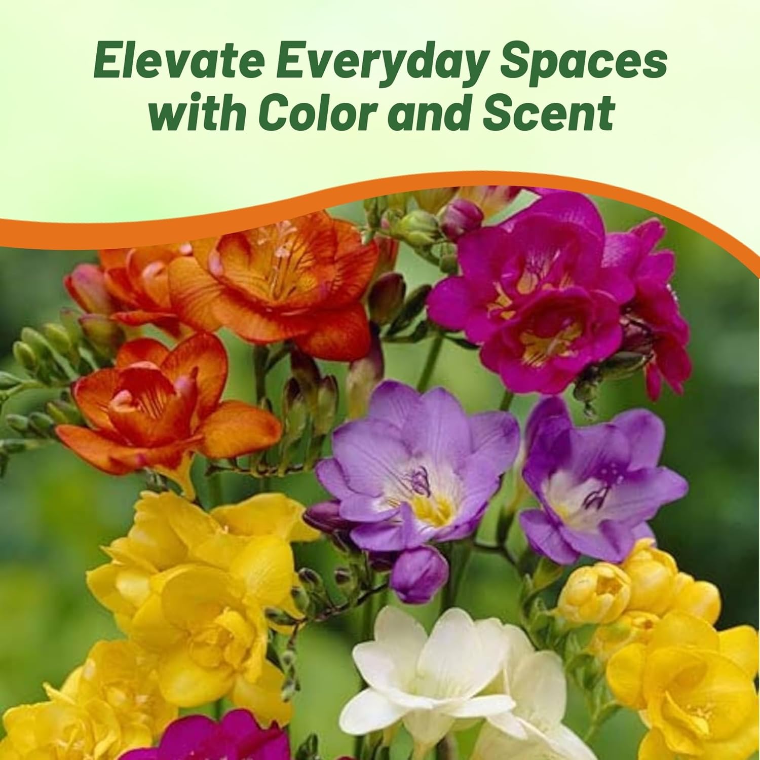 Freesia Cut Flower Seed Mixture