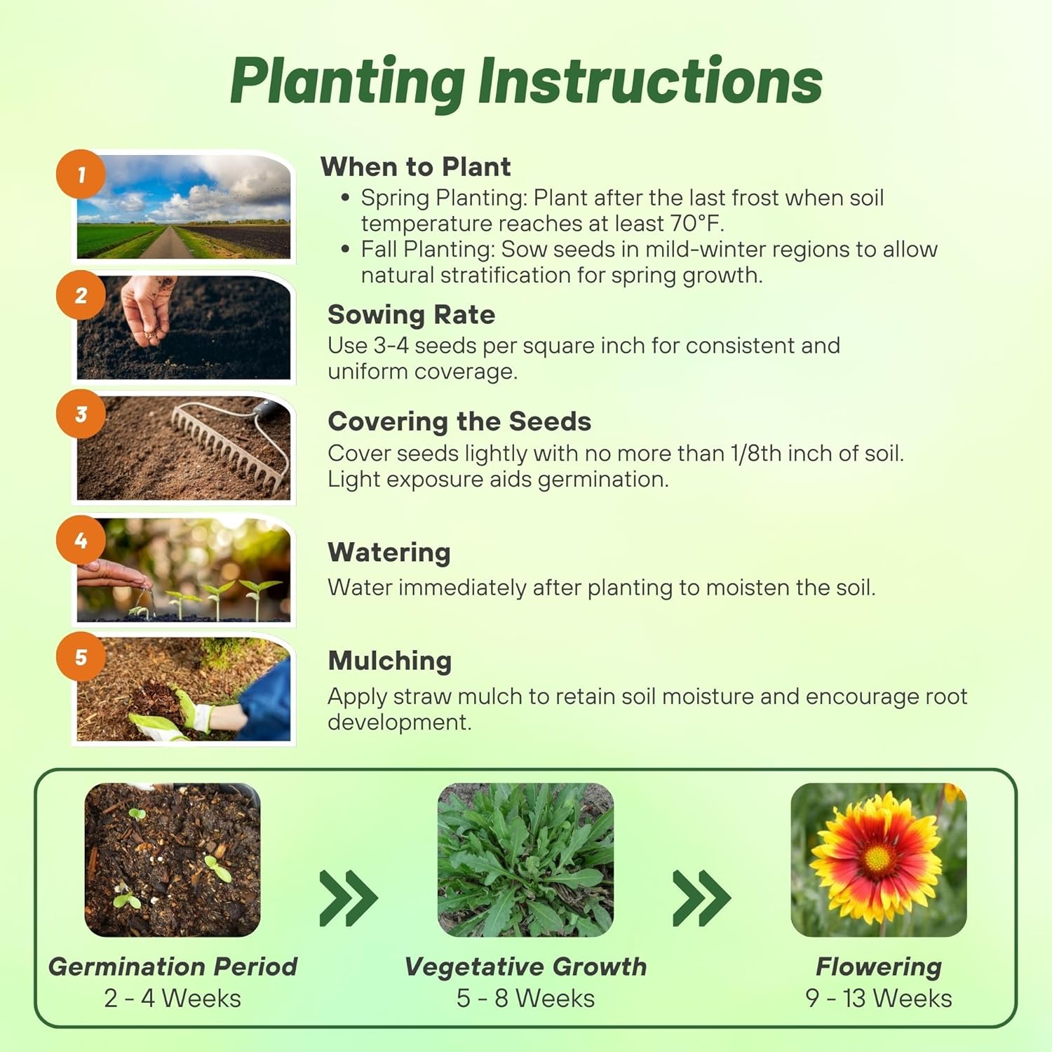 Gaillardia Bremen Planting Directions