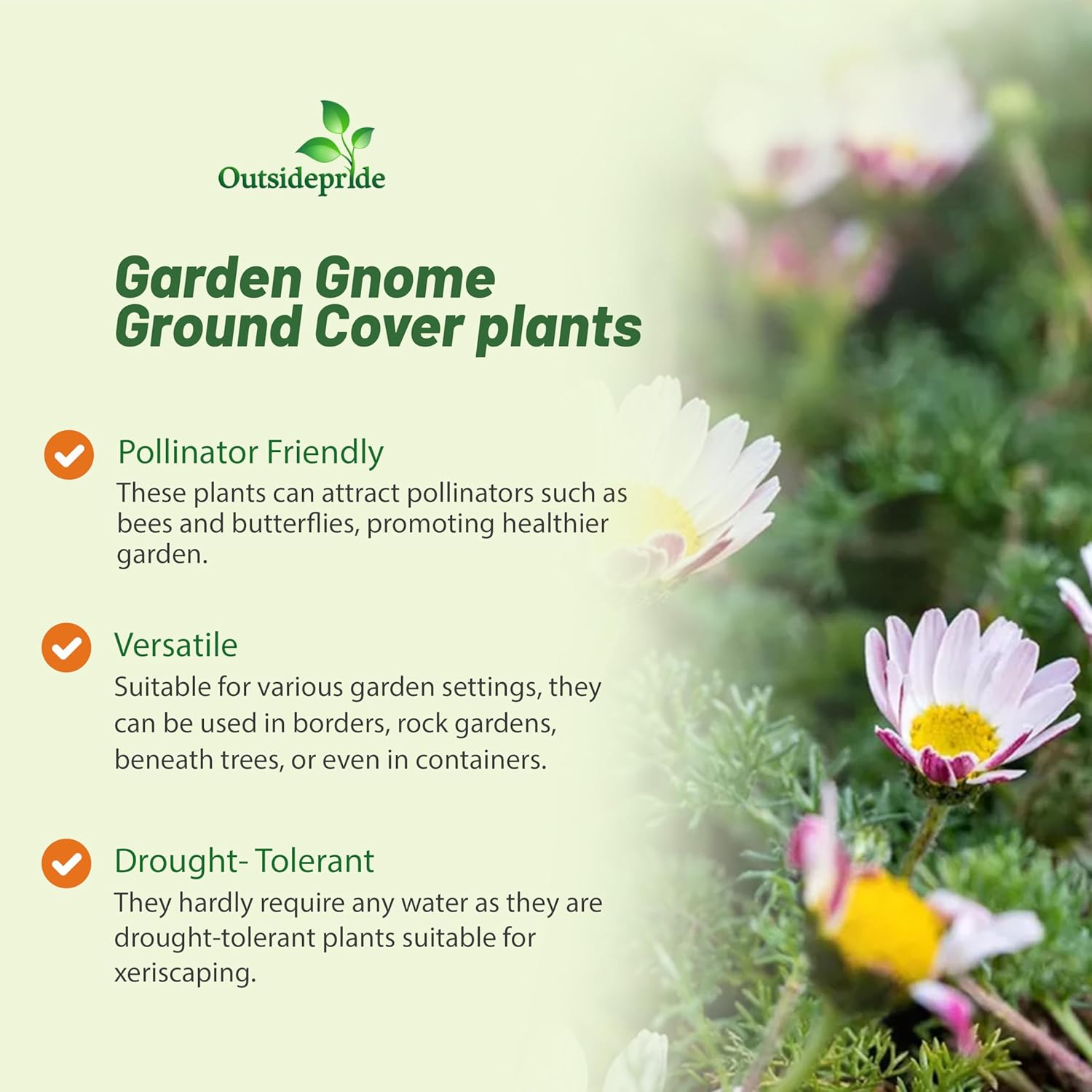 Garden Gnome Low Growing Ground Cover