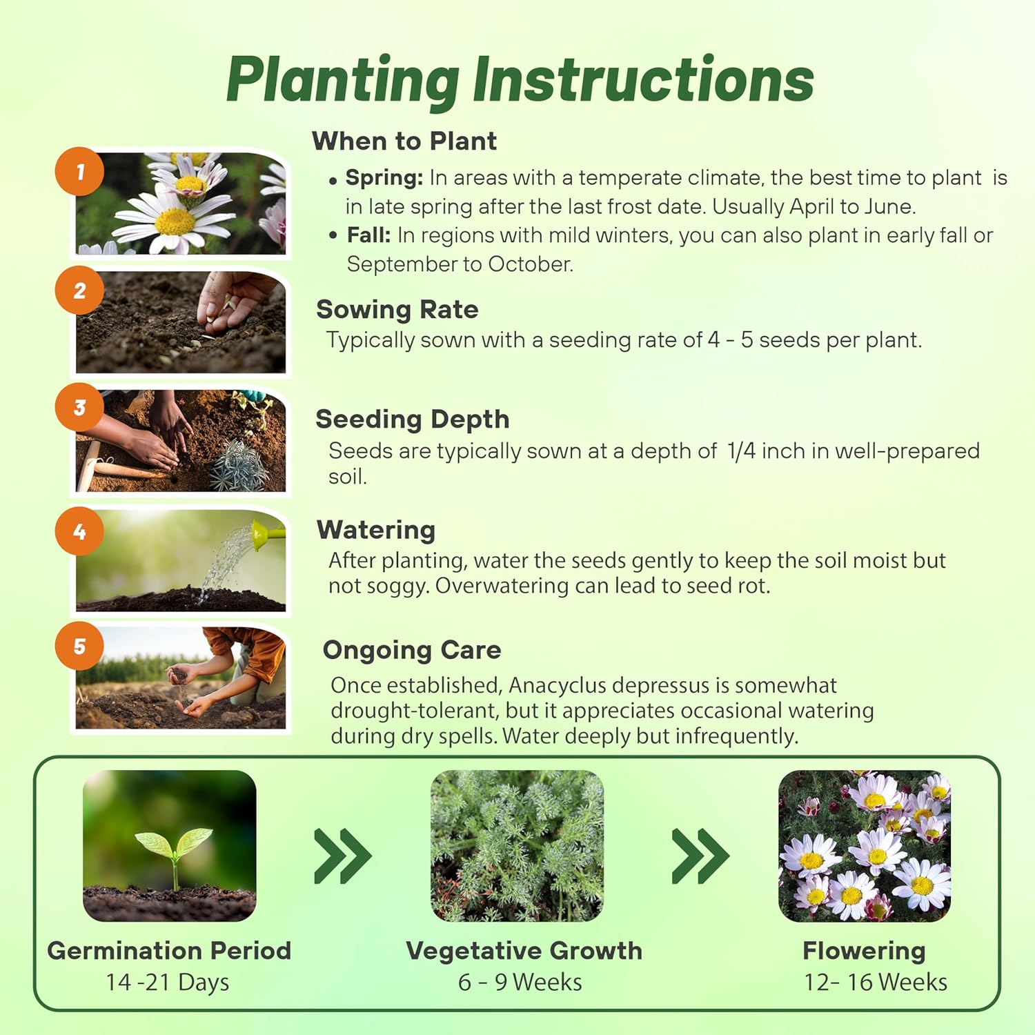 Garden Gnome Seed Planting Directions