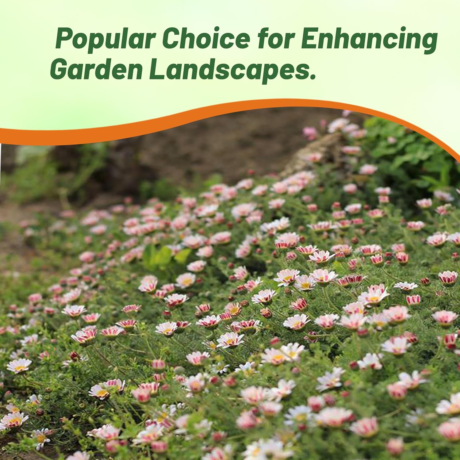 Garden Gnome Drought Tolerant Xeriscaping Plants